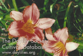 Daylily Cherry Hospital Beauty